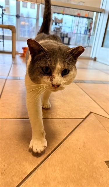 JINGLE, Adoptable, Adult Male Domestic Short Hair.