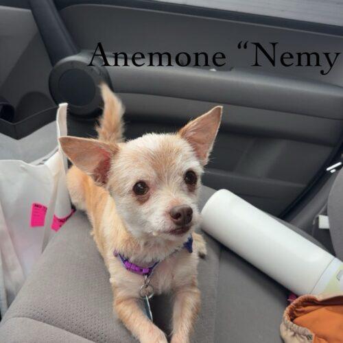 Enlarge Anemone, a Adoptable mixed breed in Broken Arrow, OK image 1/6