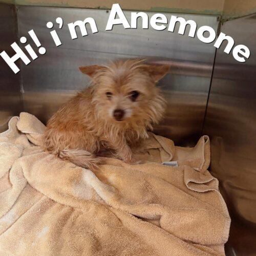Enlarge Anemone, a Adoptable mixed breed in Broken Arrow, OK image 2/6