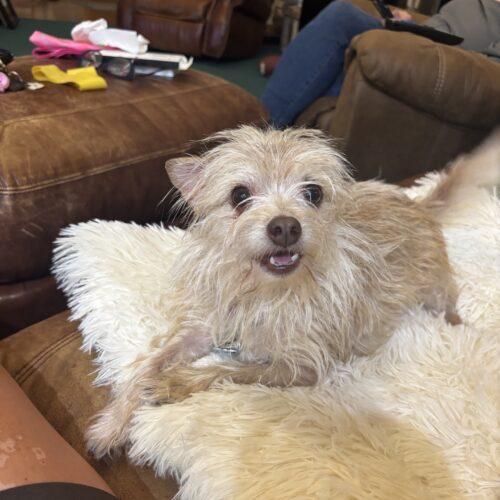 Enlarge Anemone, a Adoptable mixed breed in Broken Arrow, OK image 3/6