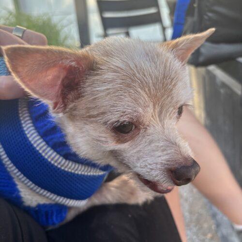 Enlarge Anemone, a Adoptable mixed breed in Broken Arrow, OK image 4/6