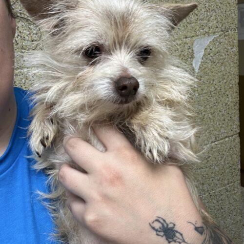 Enlarge Anemone, a Adoptable mixed breed in Broken Arrow, OK image 5/6