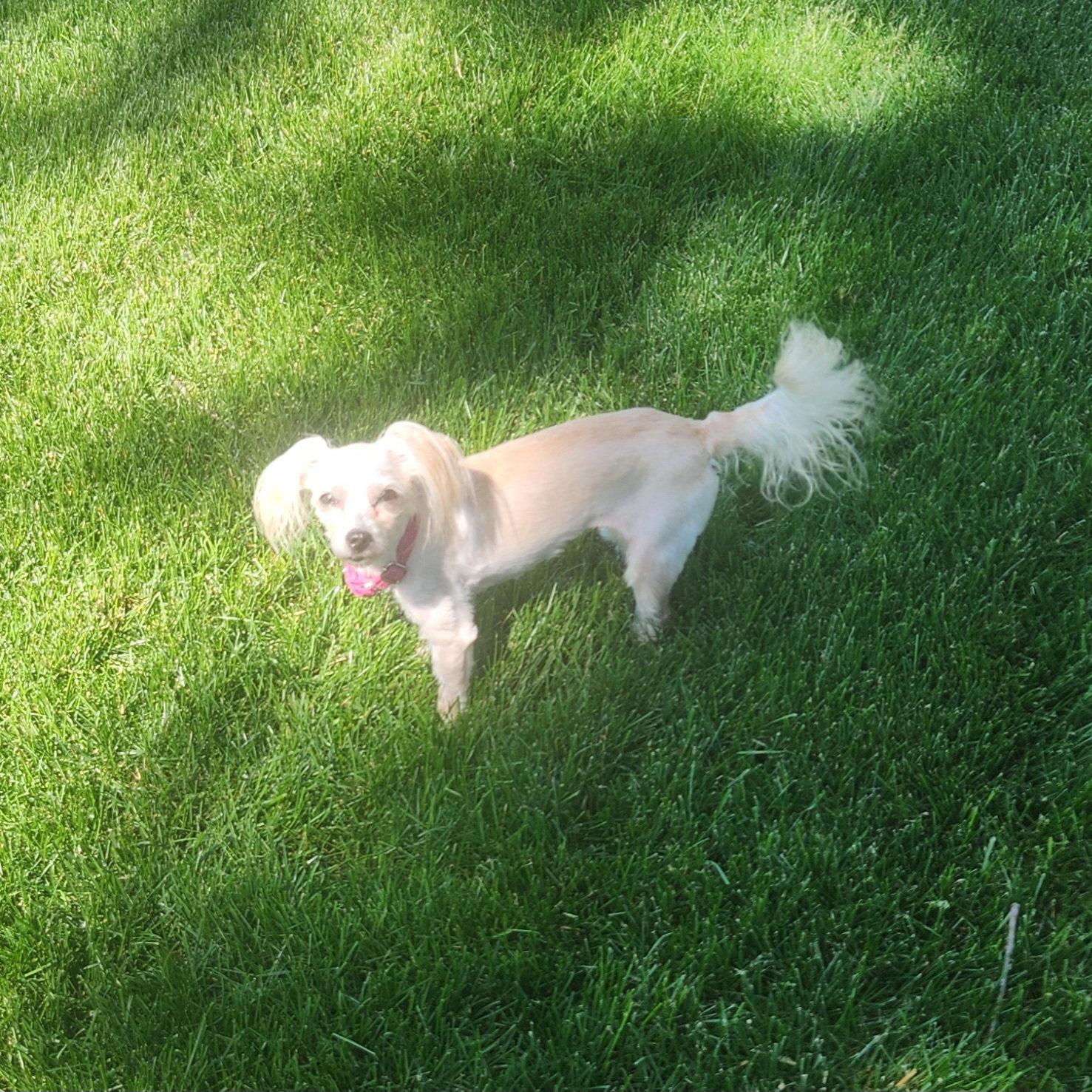 Sara, a Adoptable mixed breed in Fenton, MO image 2/3