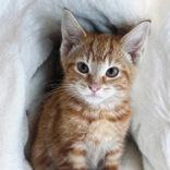 Ledger, Adopted, Kitten Male Domestic Short Hair.