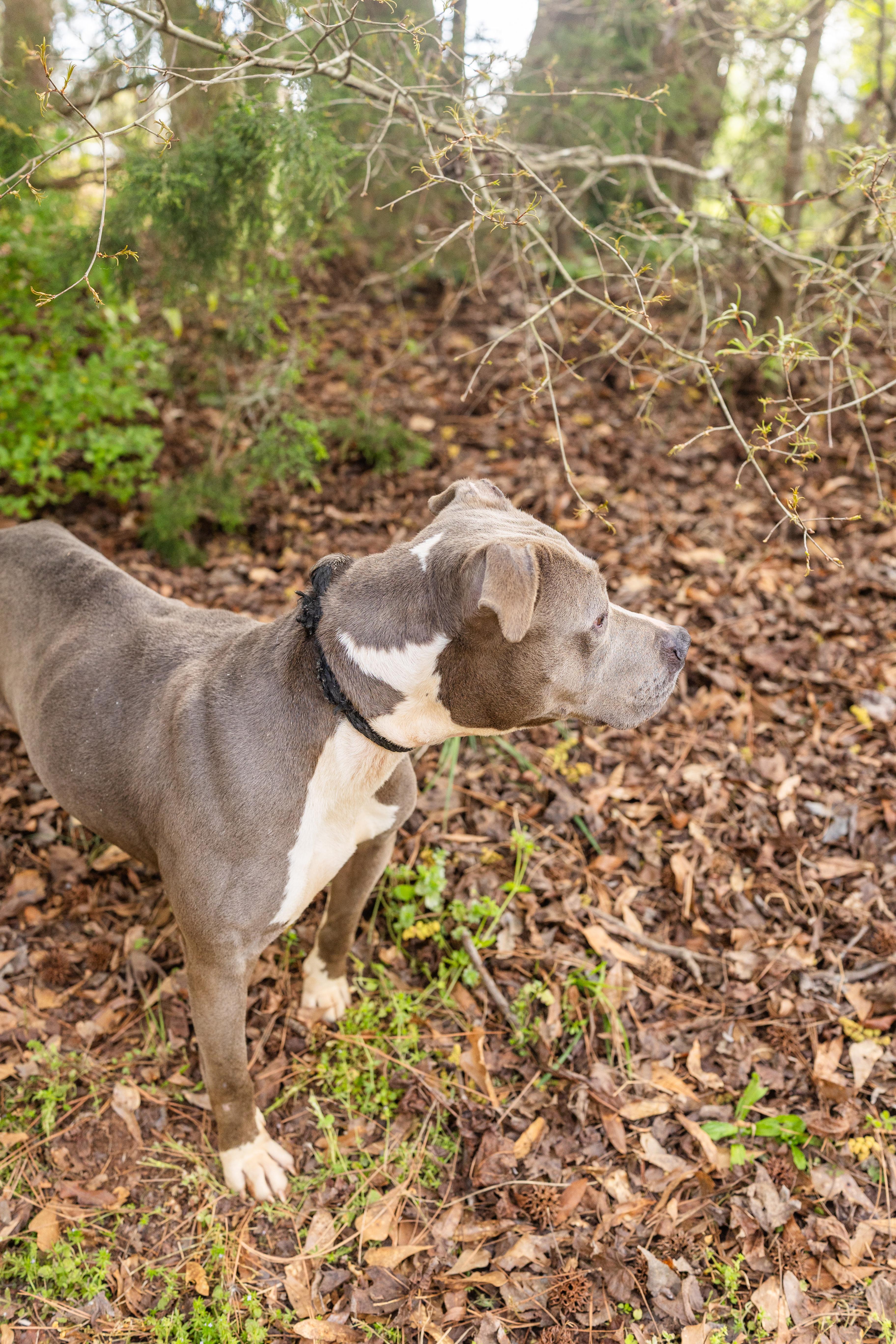MALAYA, a ADOPTABLE mixed breed in Newborn, GA image 3/3