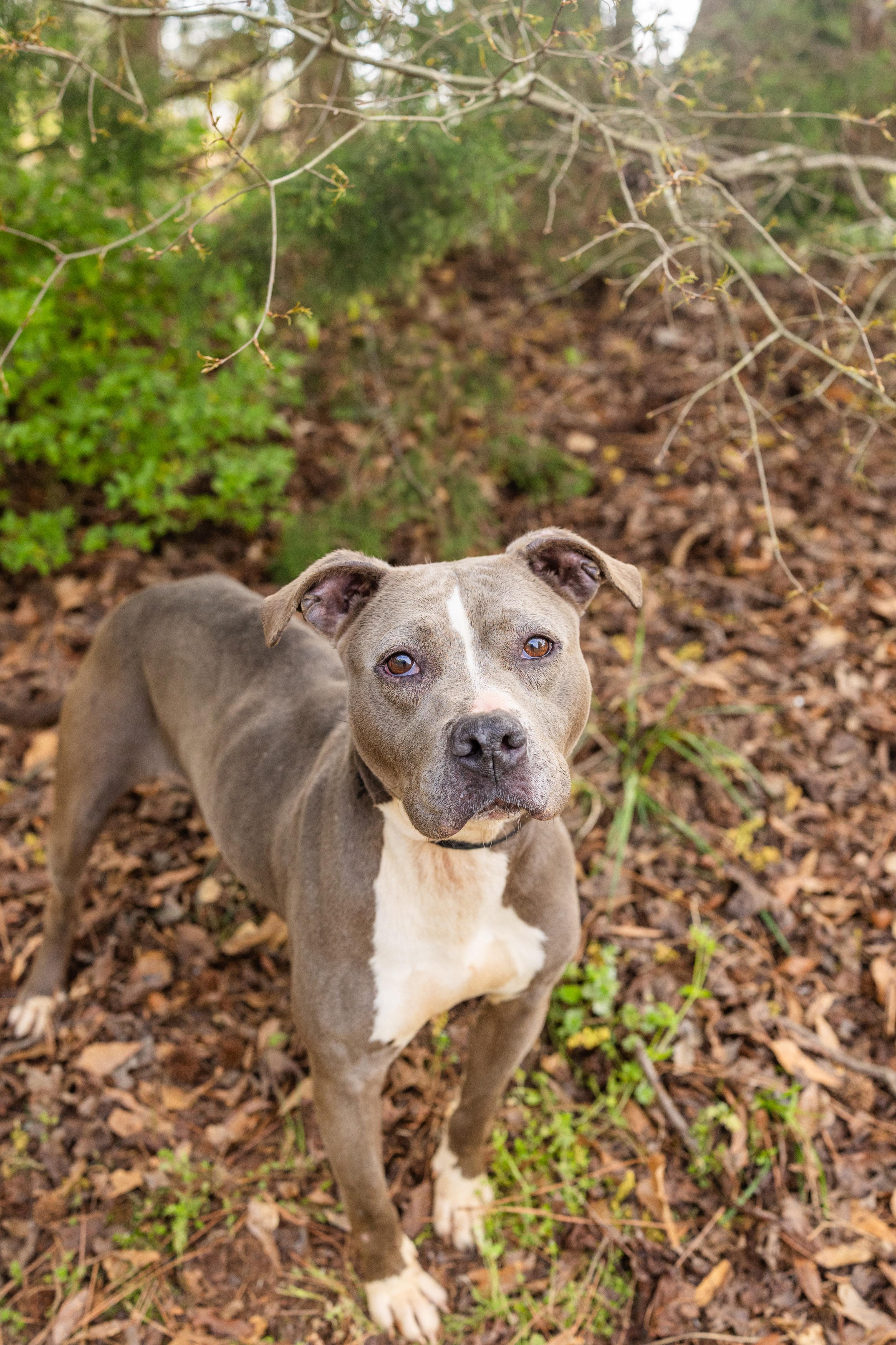 MALAYA, a ADOPTABLE mixed breed in Newborn, GA image 2/3