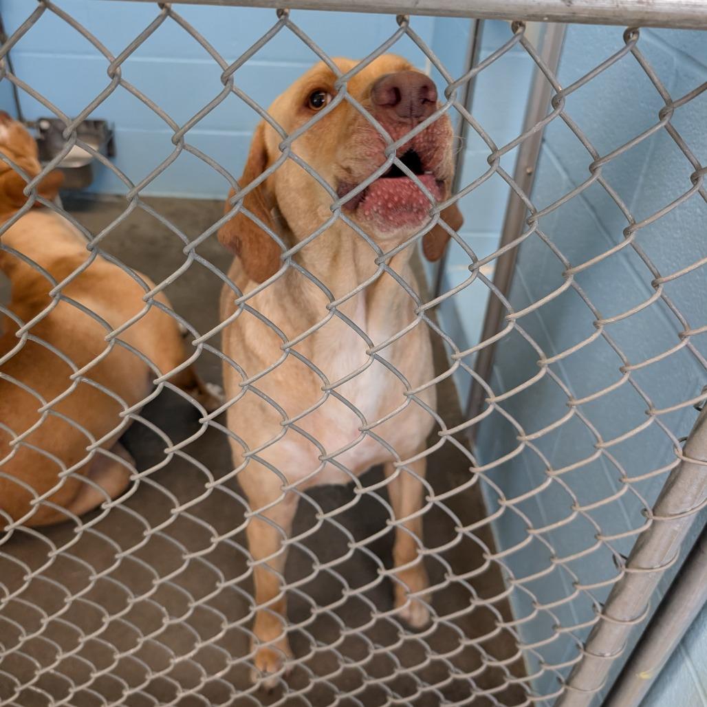 Tinky Winky, Adoptable, Adult Male Mixed Breed.