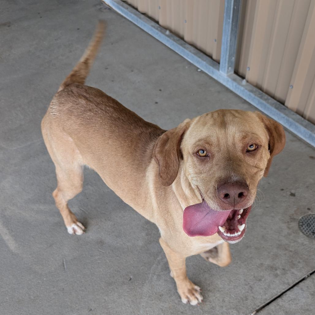 Tinky Winky, a Adoptable Mixed Breed in Emporia, KS image 2/3