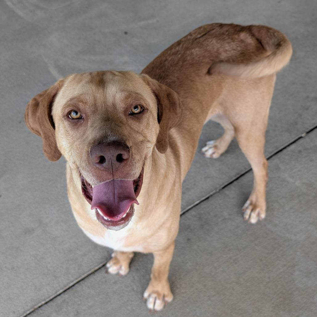 Tinky Winky, a Adoptable Mixed Breed in Emporia, KS image 3/3