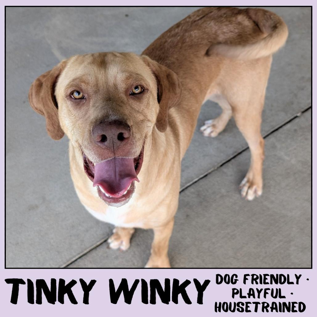 Enlarge Tinky Winky, a Adoptable Mixed Breed in Emporia, KS image 3/3