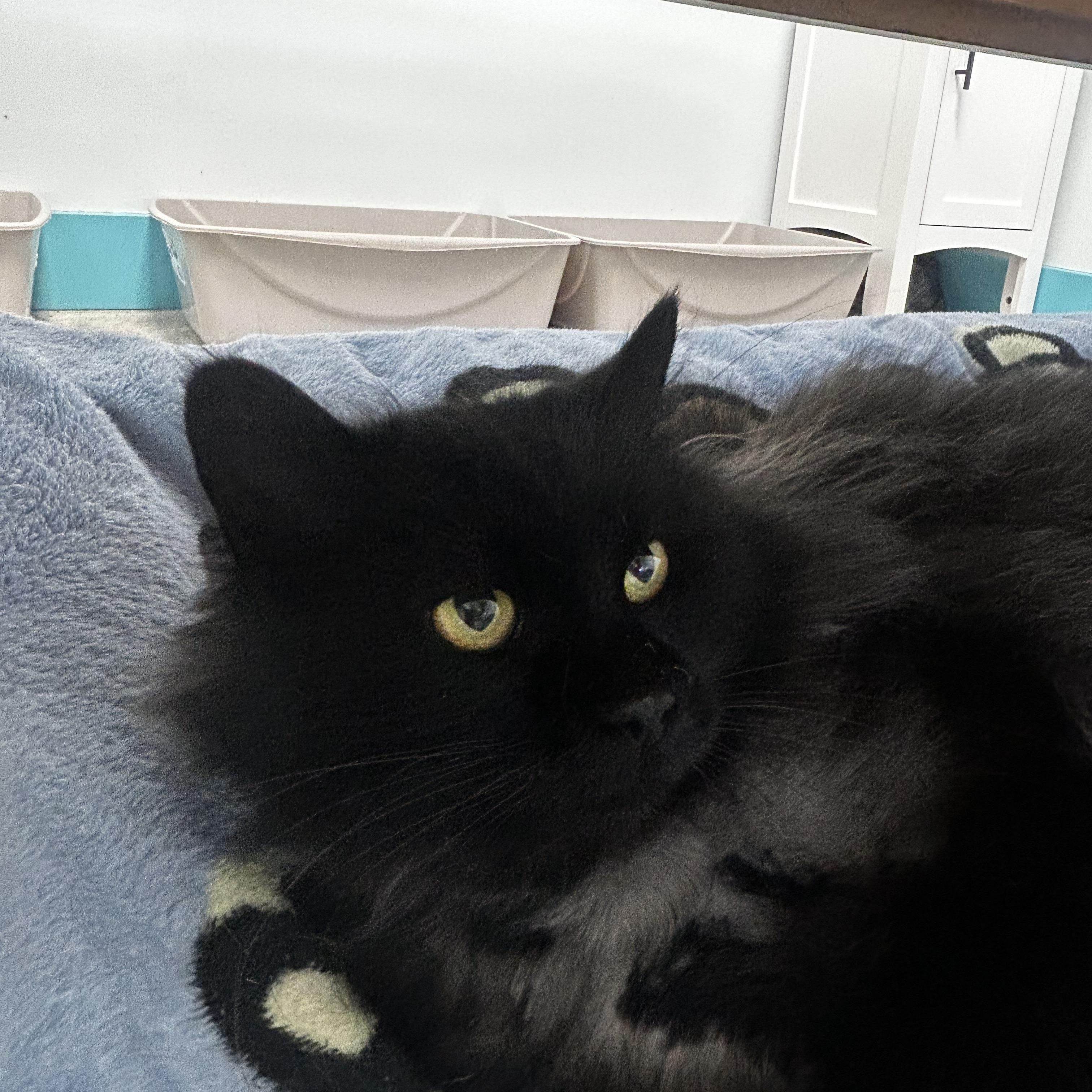 Raquel - ADOPTION PENDING!, an adopted Domestic Long Hair in Grand Rapids, MI image 3/6