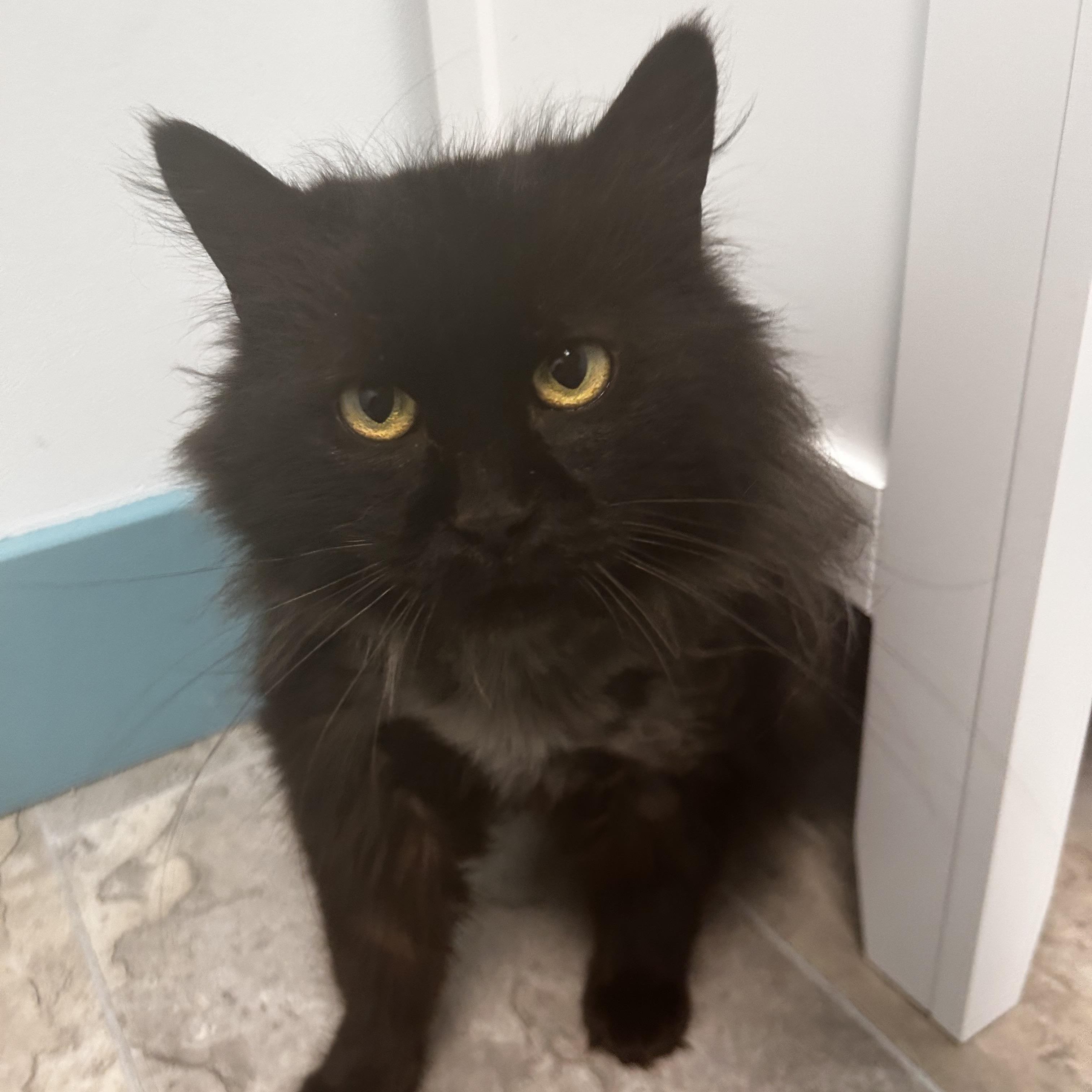 Raquel - ADOPTION PENDING!, an adopted Domestic Long Hair in Grand Rapids, MI image 6/6