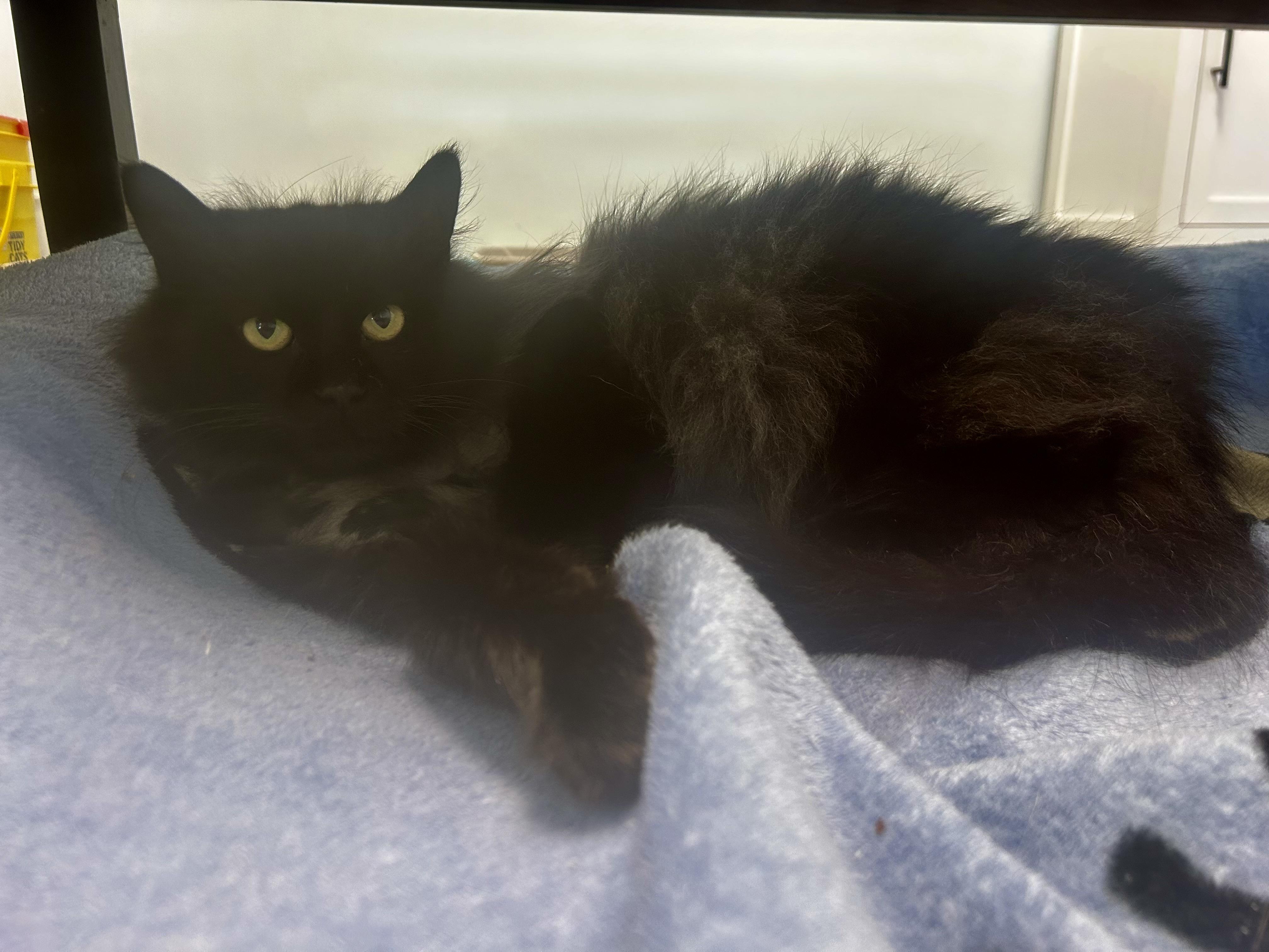 Raquel - ADOPTION PENDING!, an adopted Domestic Long Hair in Grand Rapids, MI image 5/6