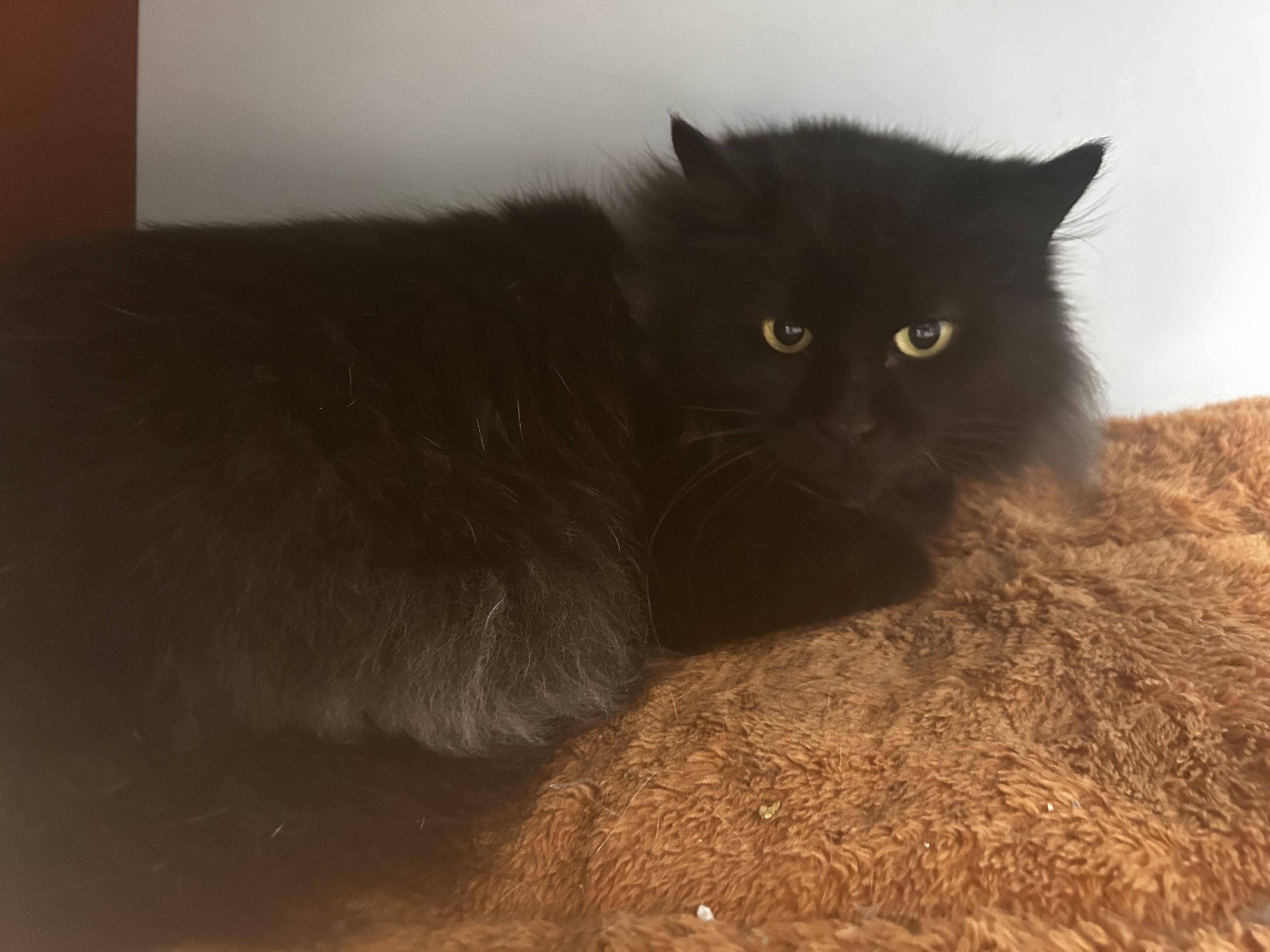 Raquel - ADOPTION PENDING!, an adopted Domestic Long Hair in Grand Rapids, MI image 2/6