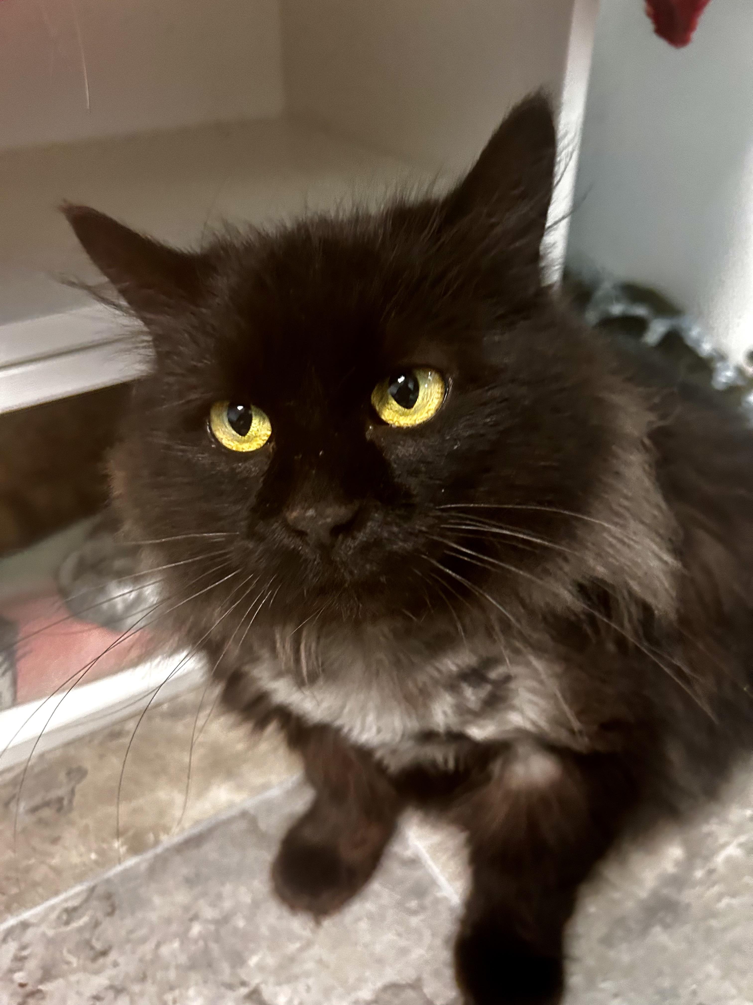 Raquel - ADOPTION PENDING!, adopted, Kitten Female Domestic Long Hair.