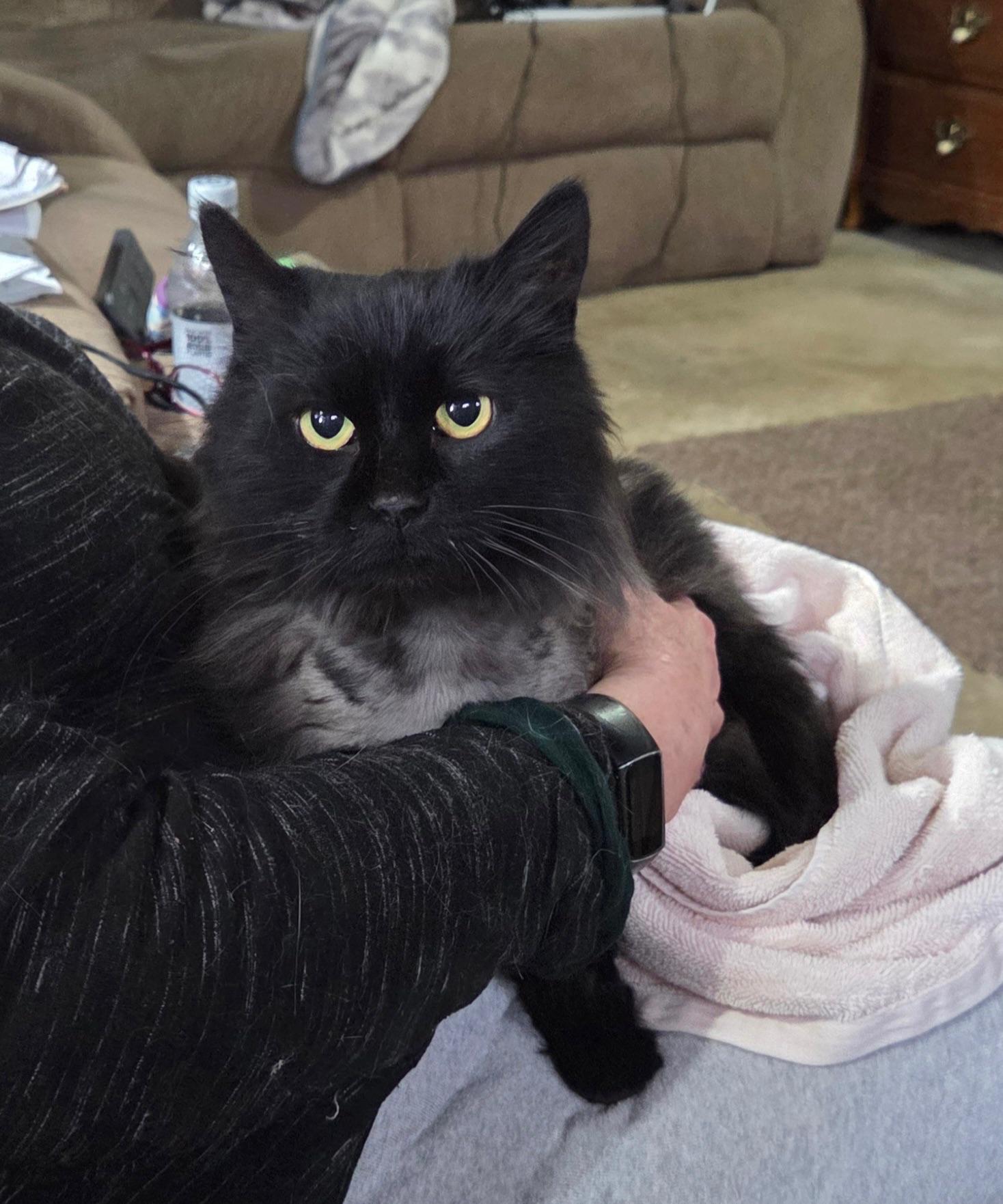 Raquel - ADOPTION PENDING!, an adopted Domestic Long Hair in Grand Rapids, MI image 4/6