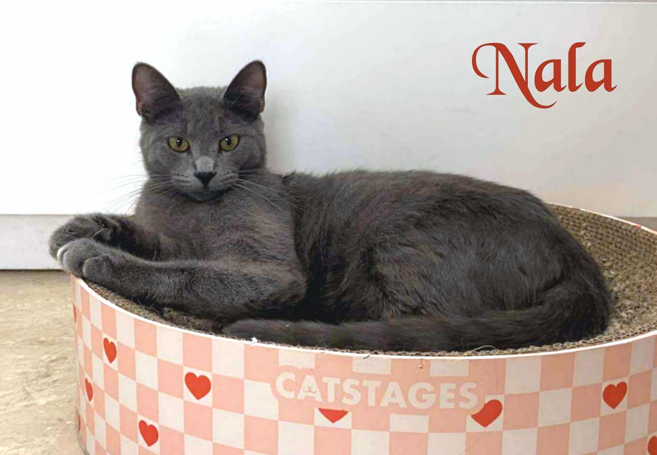 Nala photo 3