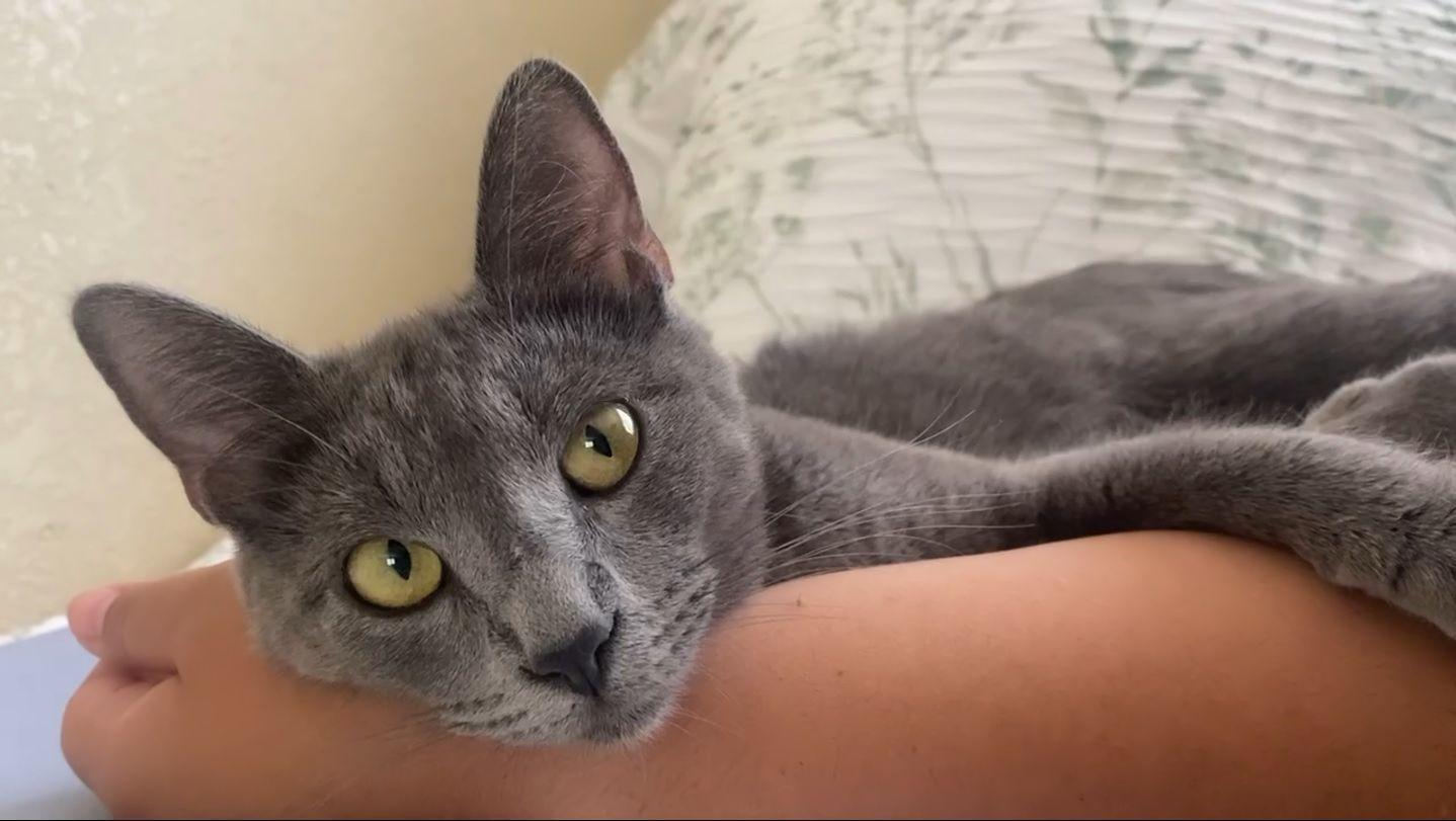 Nala photo 4