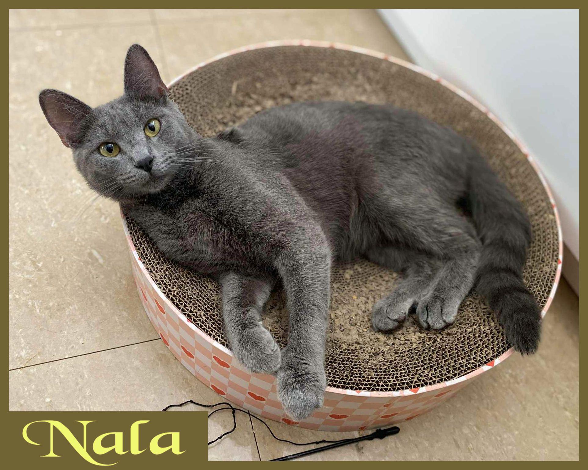 Nala photo 2