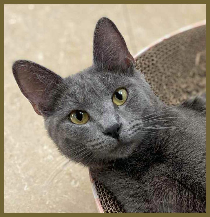 Nala