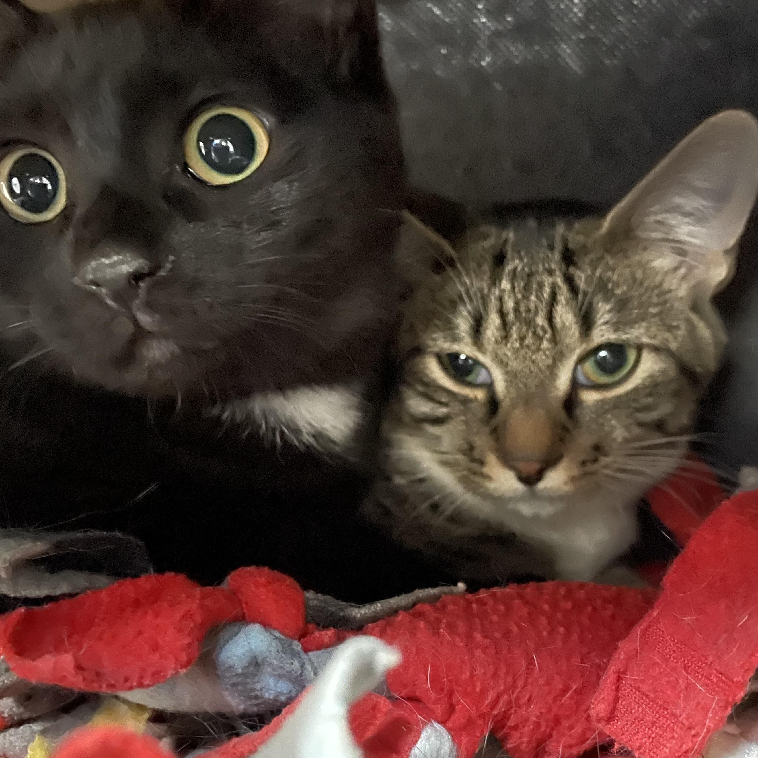 Enlarge Mara and Kerri (bonded sisters), a Adoptable American Shorthair in North Kingstown, RI image 1/3