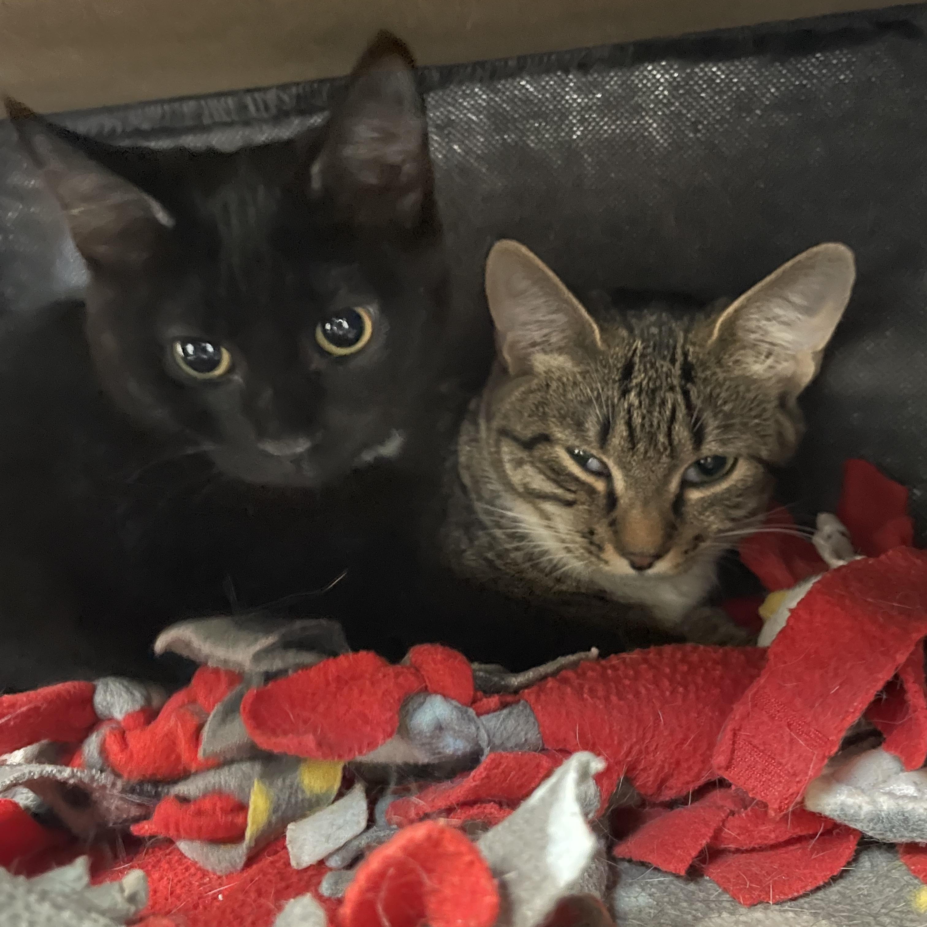 Enlarge Mara and Kerri (bonded sisters), a Adoptable American Shorthair in North Kingstown, RI image 3/3