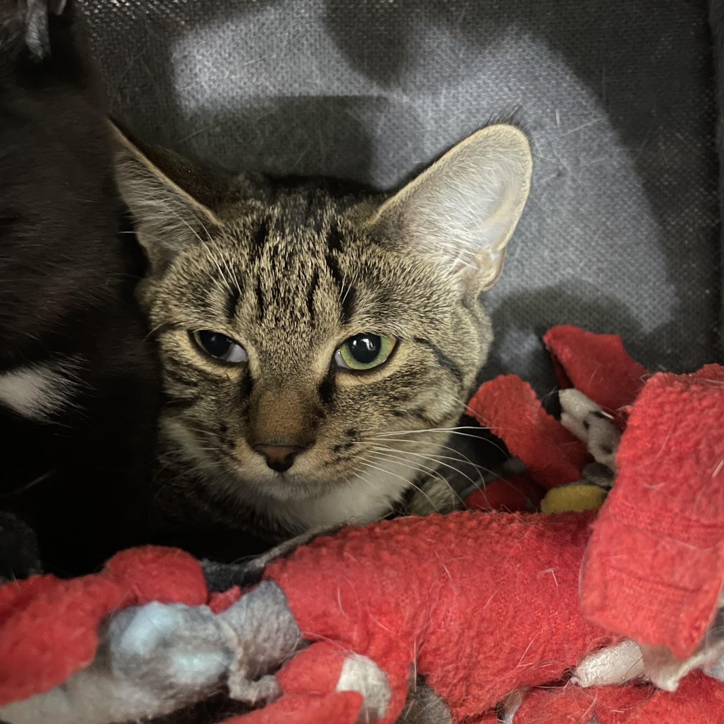 Enlarge Mara and Kerri (bonded sisters), a Adoptable American Shorthair in North Kingstown, RI image 2/3