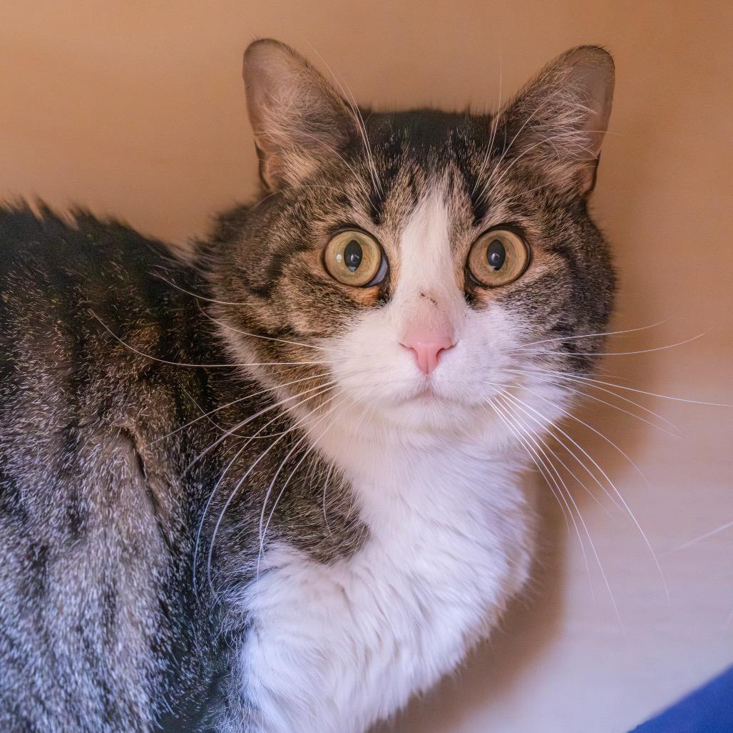 Enlarge Bastet, a Adoptable Domestic Short Hair in Albuquerque, NM image 1/5