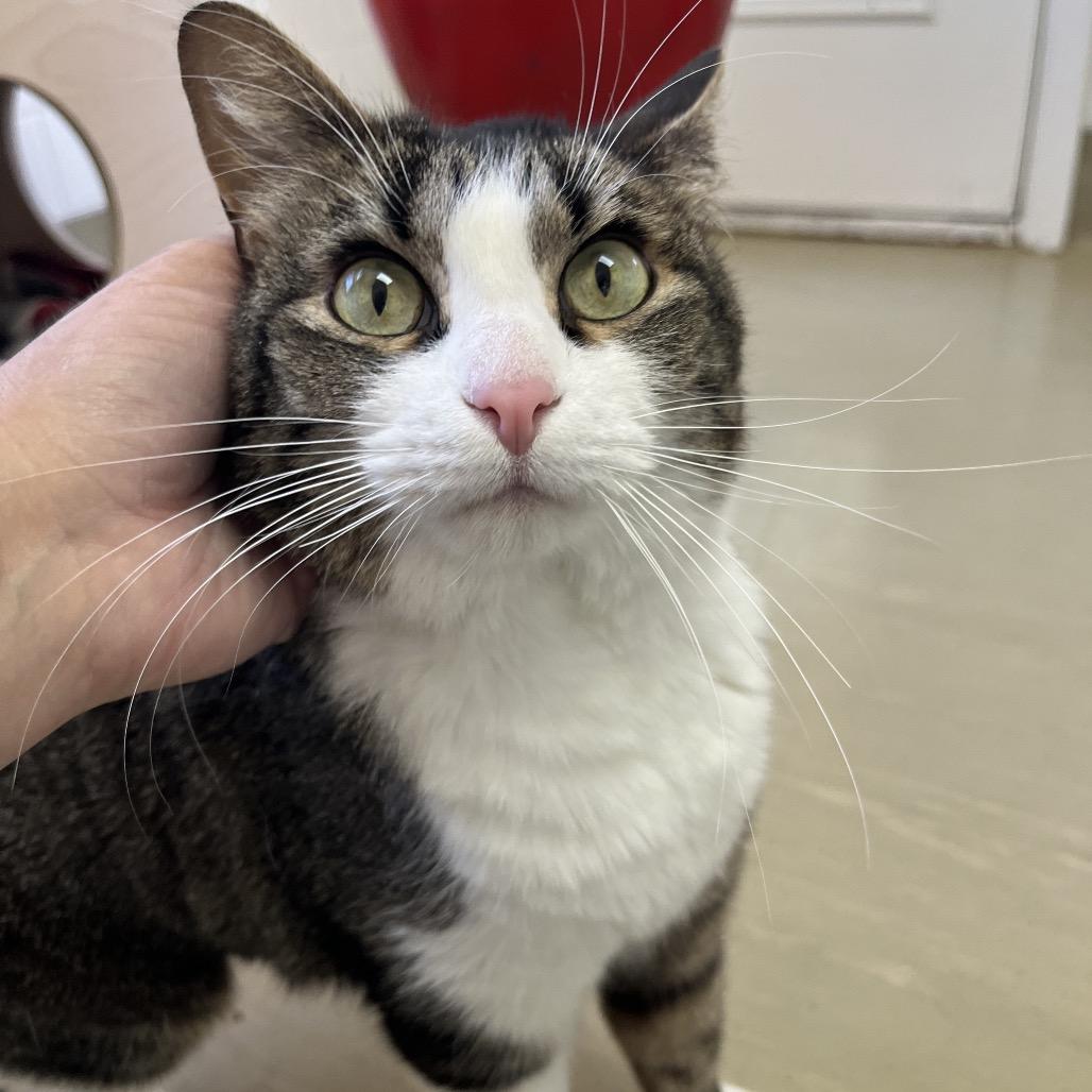 Bastet, Adoptable, Adult Female Domestic Short Hair.