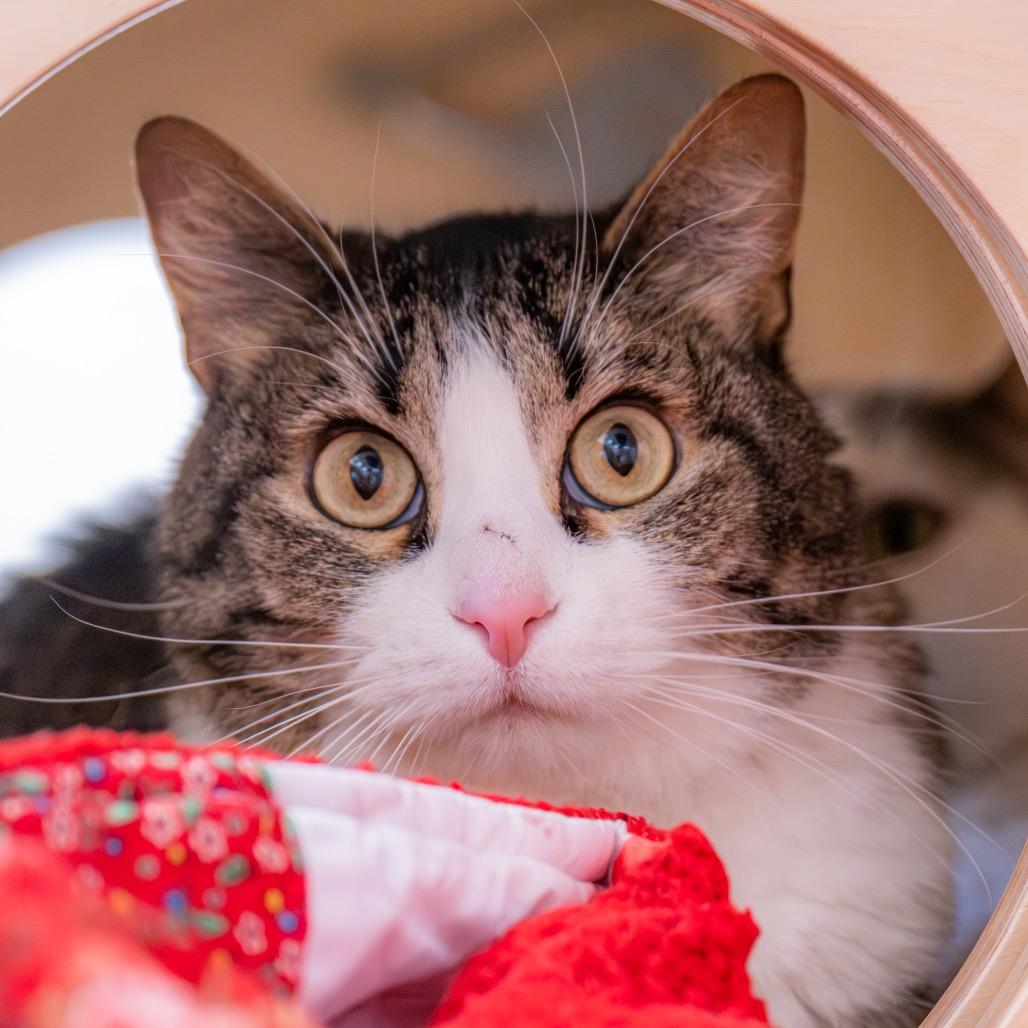 Enlarge Bastet, a Adoptable Domestic Short Hair in Albuquerque, NM image 3/5