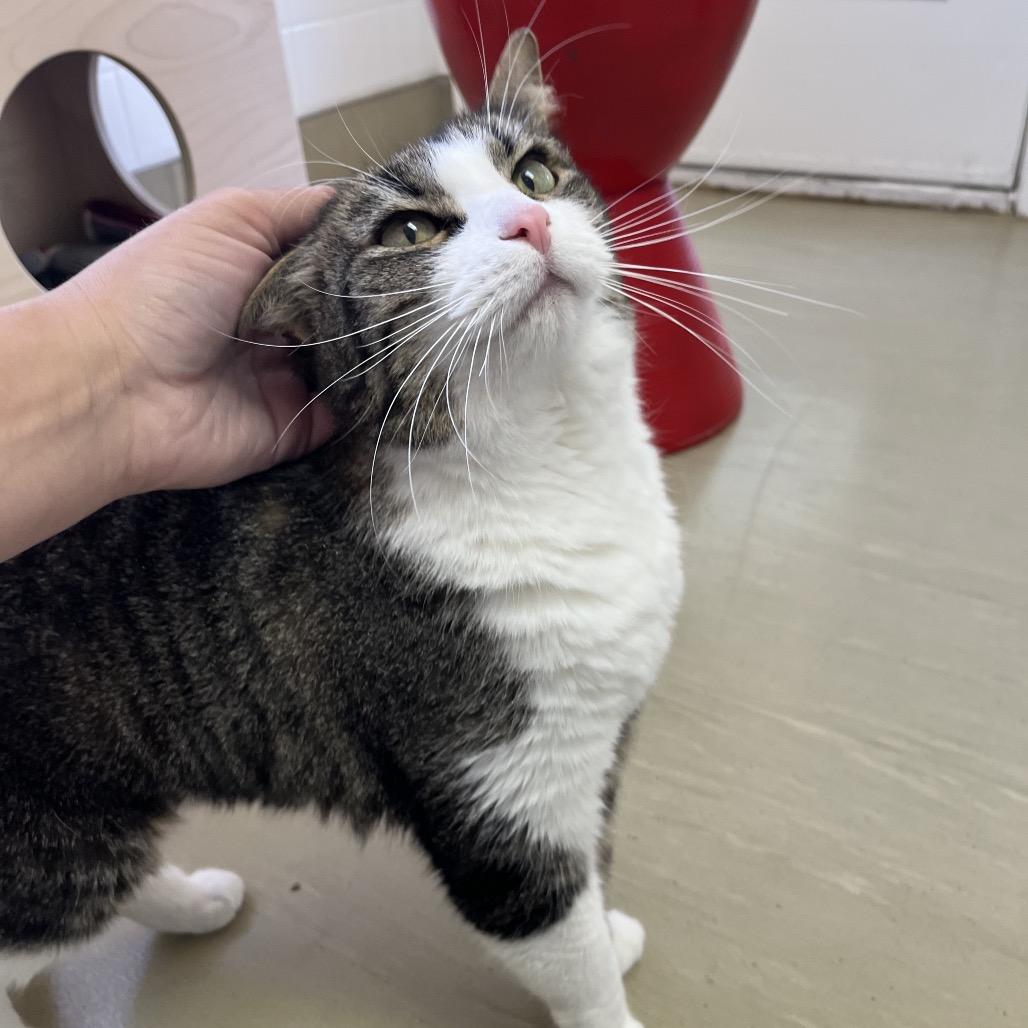 Enlarge Bastet, a Adoptable Domestic Short Hair in Albuquerque, NM image 2/3