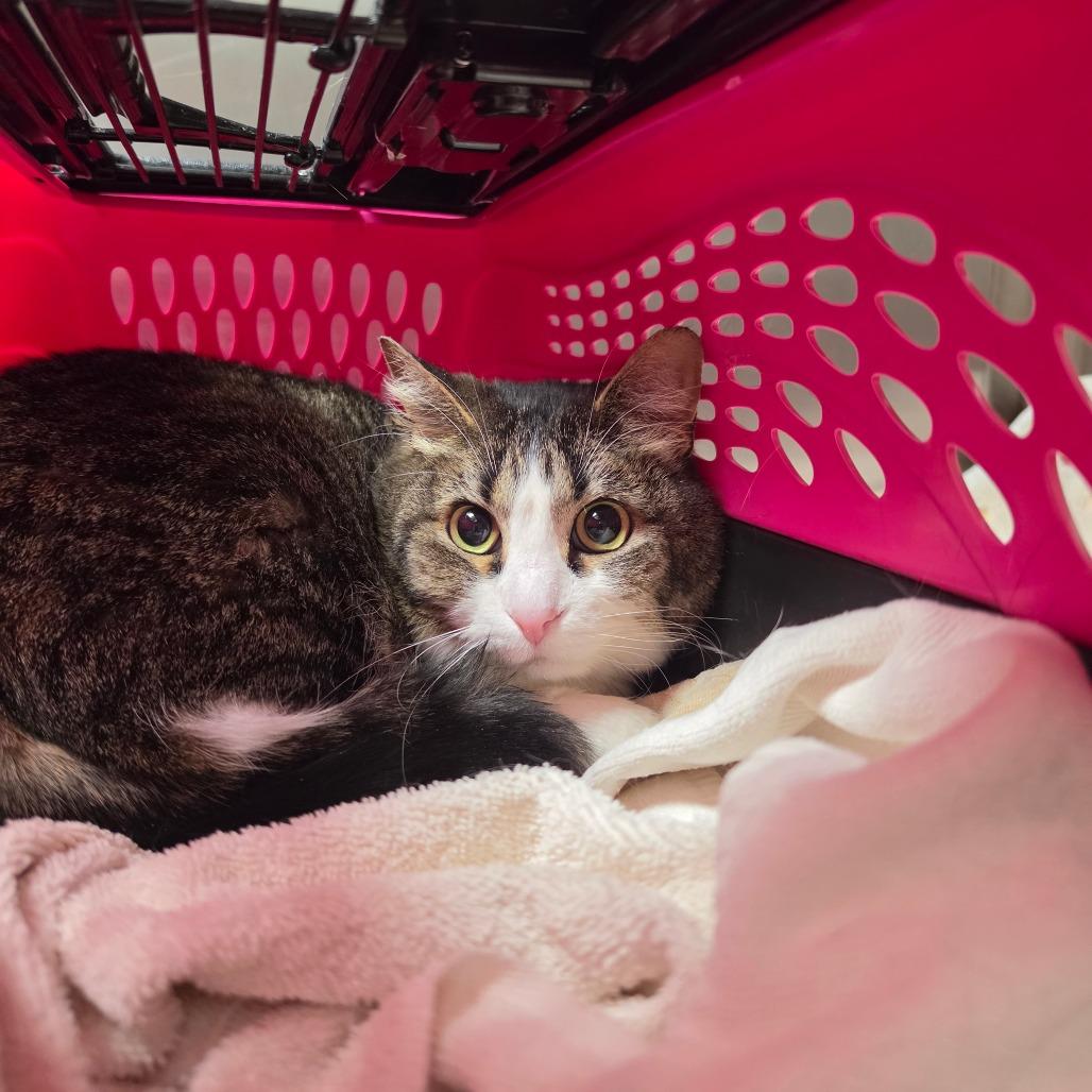 Enlarge Bastet, a Adoptable Domestic Short Hair in Albuquerque, NM image 3/3