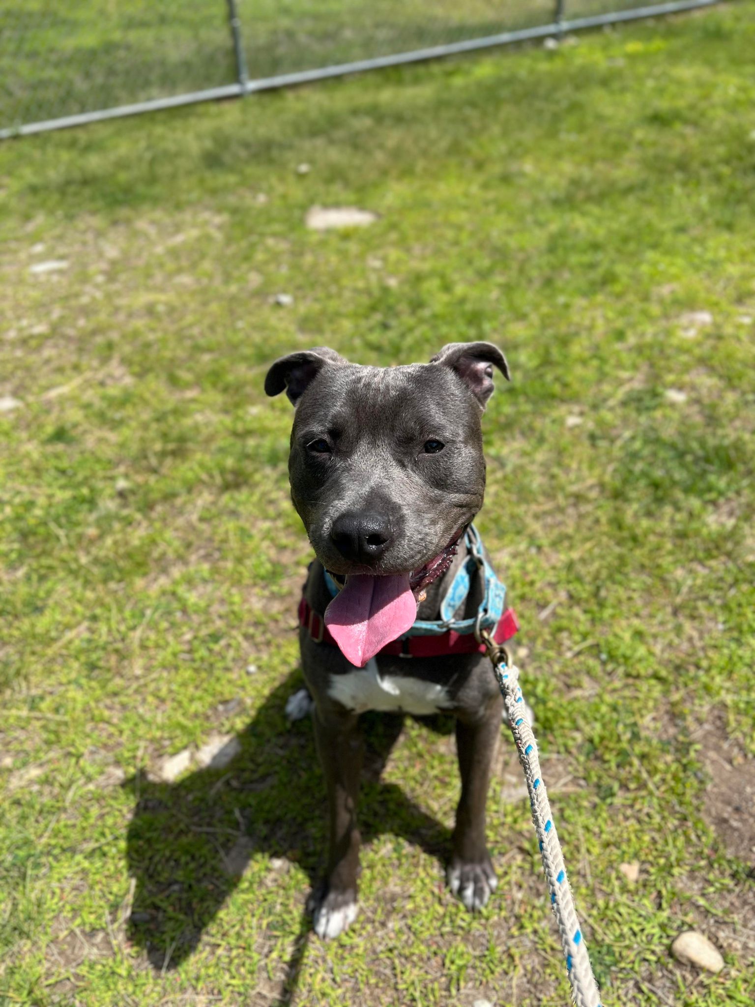 Enlarge Louie, a Adoptable mixed breed in Elizabethtown, NY image 1/1
