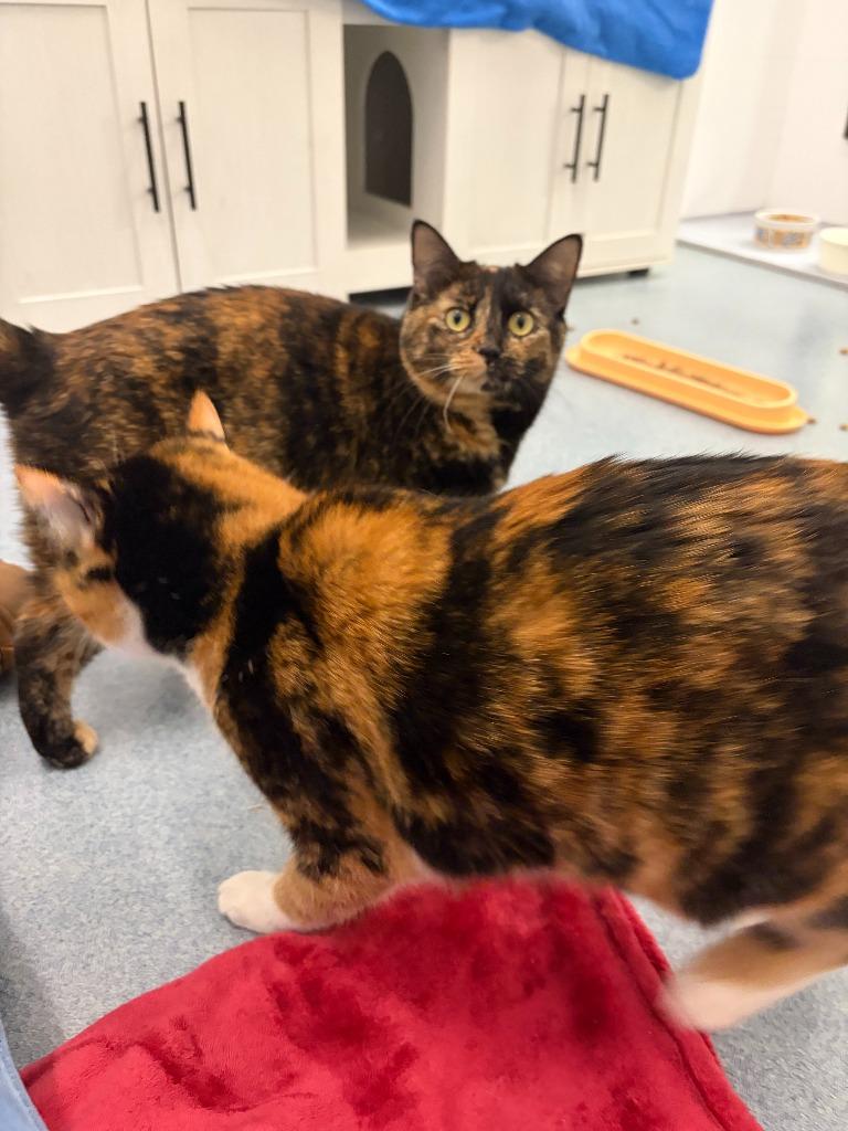 Cyble, Adopted, Adult Female Domestic Short Hair.