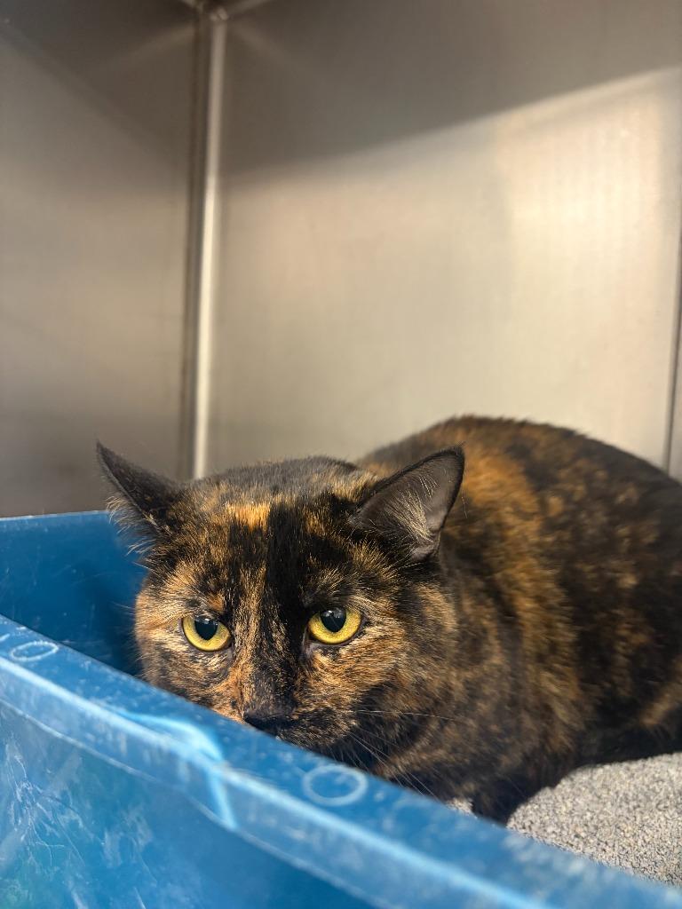 Enlarge Cyble, a Adopted mixed breed in Portland, IN image 2/3