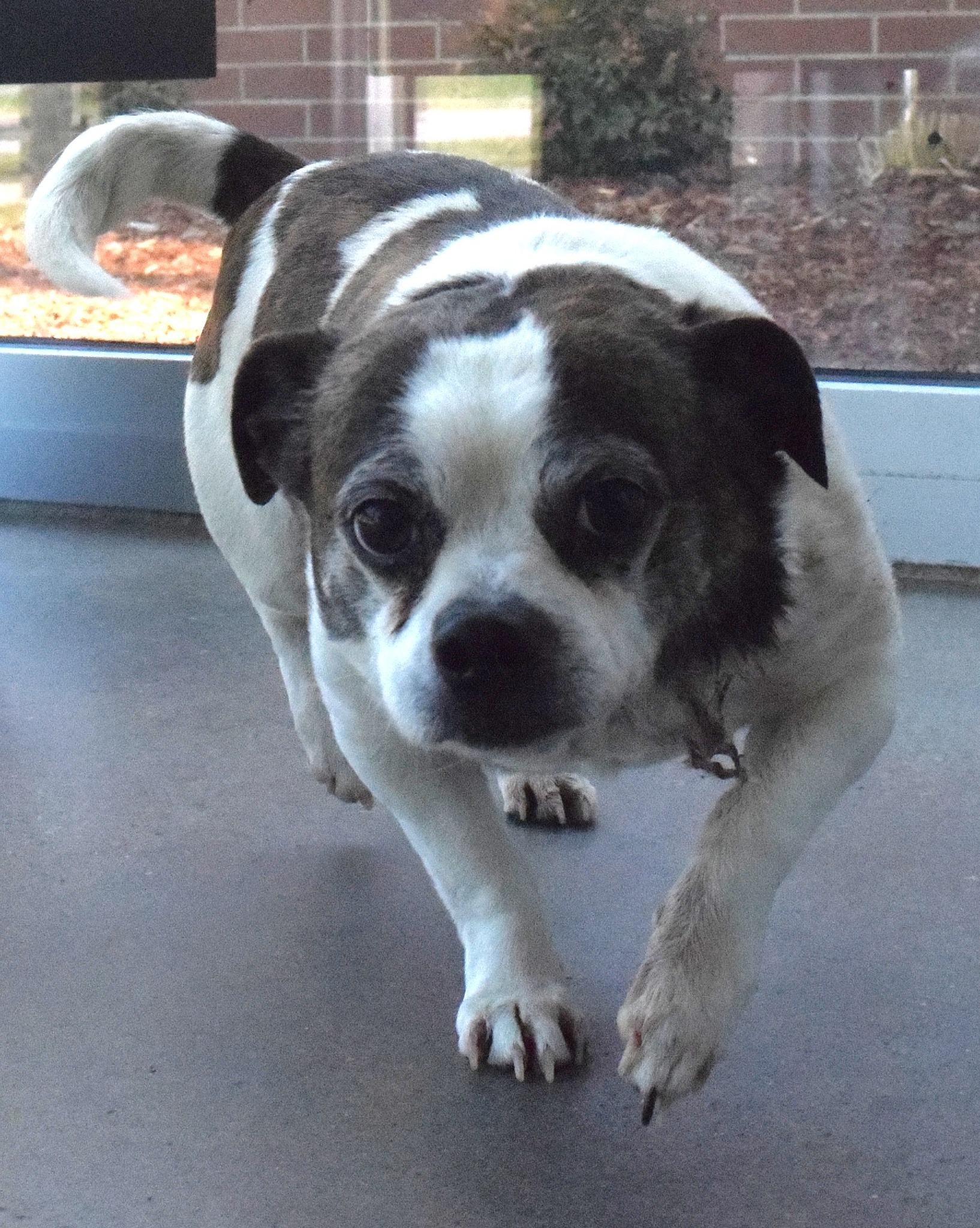 #22064, ADOPTABLE, Adult Male Chihuahua.