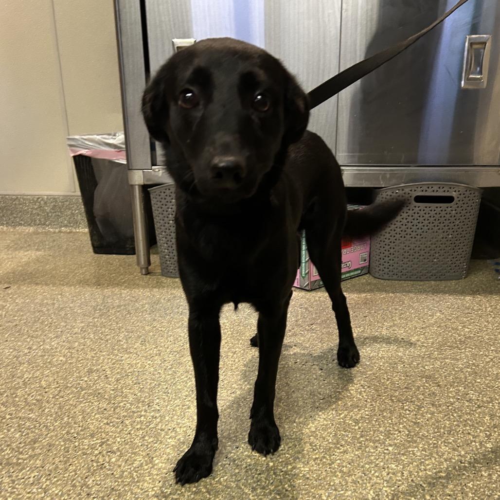 Enlarge Cherry*, a Adoptable Terrier in San Gabriel, CA image 1/1