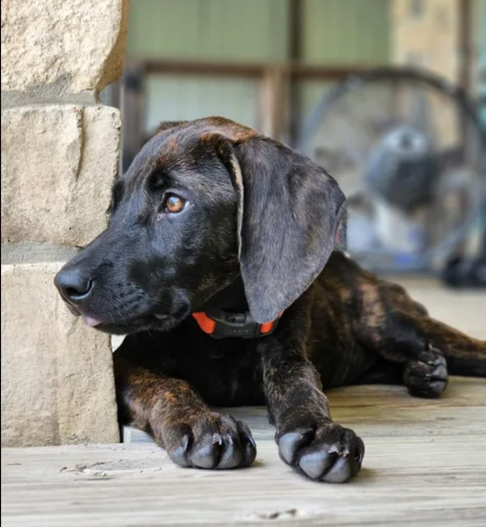 Enlarge Marquina, a Adoptable Plott Hound in TULSA, OK image 2/6