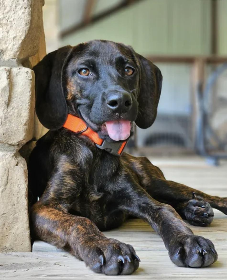 Enlarge Marquina, a Adoptable Plott Hound in TULSA, OK image 3/6