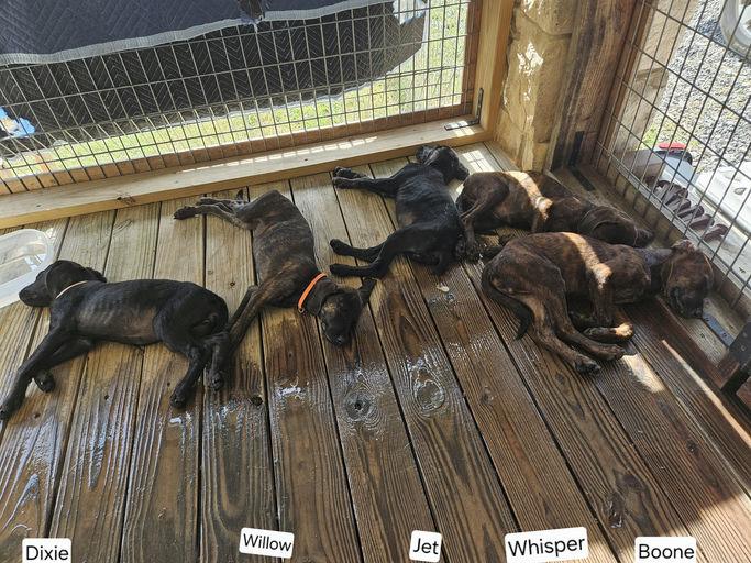 Enlarge Marquina, a Adoptable Plott Hound in TULSA, OK image 4/6