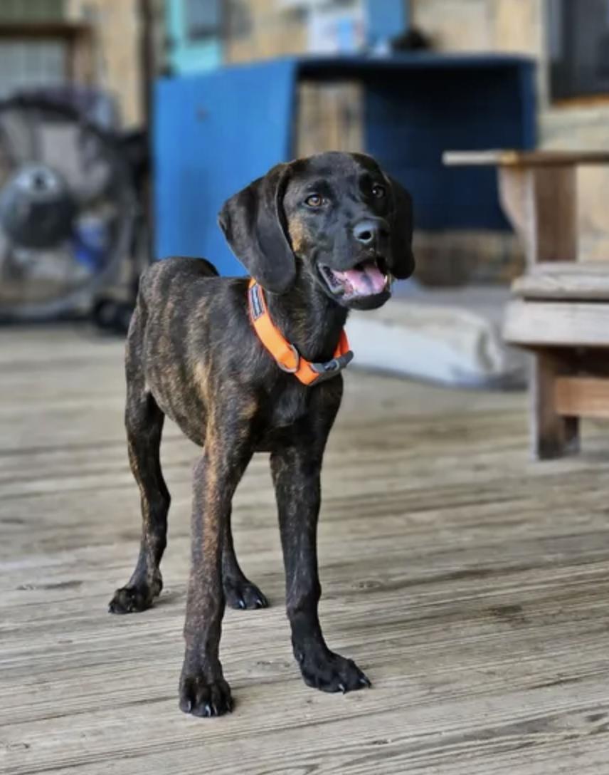 Enlarge Marquina, a Adoptable Plott Hound in TULSA, OK image 5/6