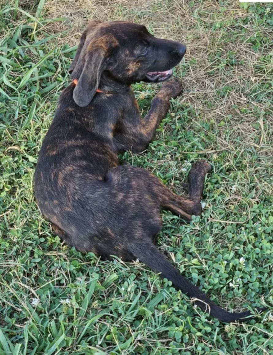 Enlarge Marquina, a Adoptable Plott Hound in TULSA, OK image 6/6