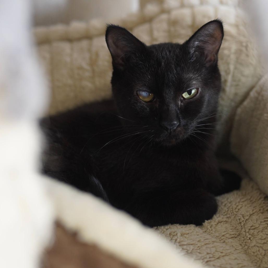Janet, Adoptable, Young Female Domestic Short Hair.