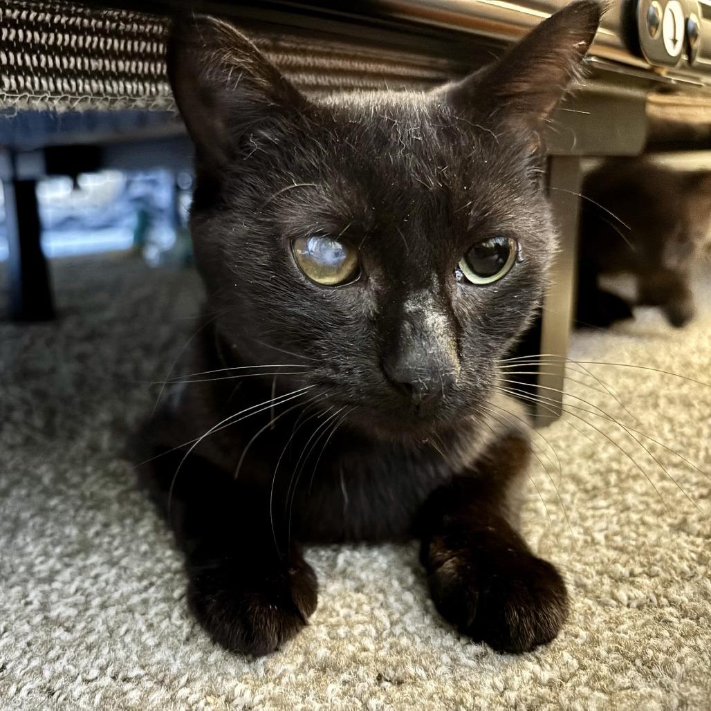 Janet, a Adoptable Domestic Short Hair in Naperville, IL image 2/2