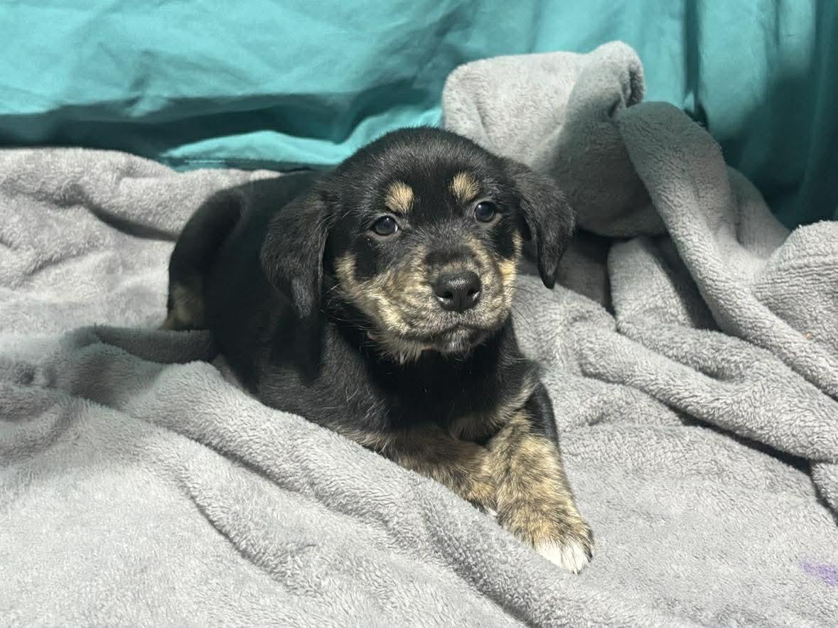 Enlarge Harriet , a ADOPTABLE Mixed Breed in Kenosha, WI image 1/3