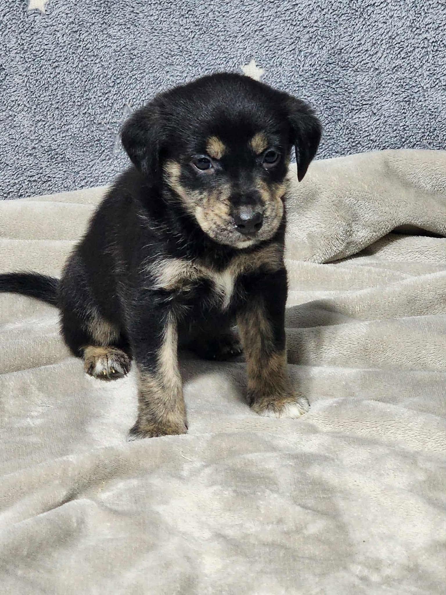 Enlarge Harriet , a ADOPTABLE Mixed Breed in Kenosha, WI image 3/3