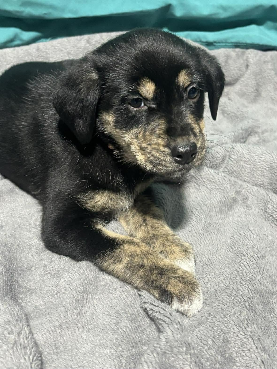 Enlarge Harriet , a ADOPTABLE Mixed Breed in Kenosha, WI image 2/3