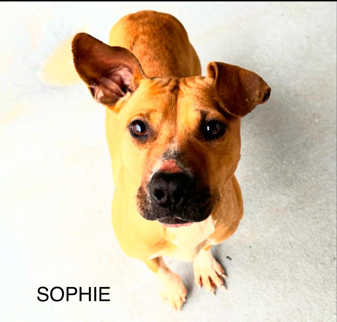 Enlarge Sophie, a Adoptable Pit Bull Terrier in Chase City, VA image 1/3