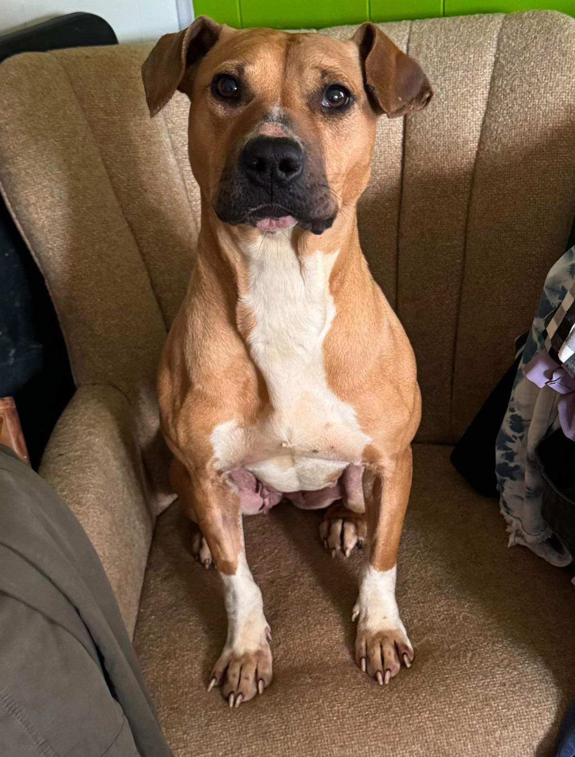 Sophie, Adoptable, Adult Female Pit Bull Terrier.