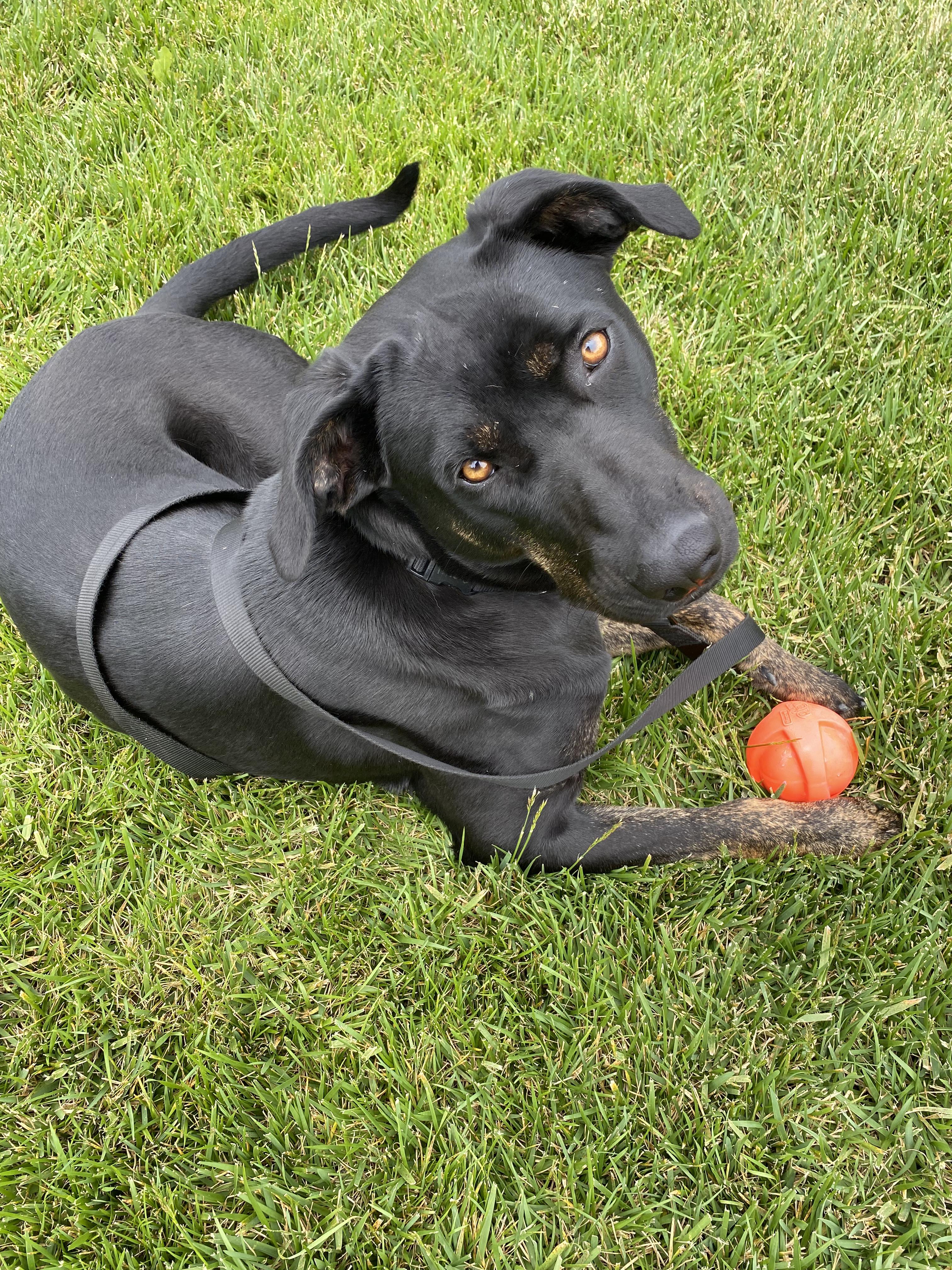 Enlarge Nera, a Adoptable mixed breed in Lodi, CA image 1/3